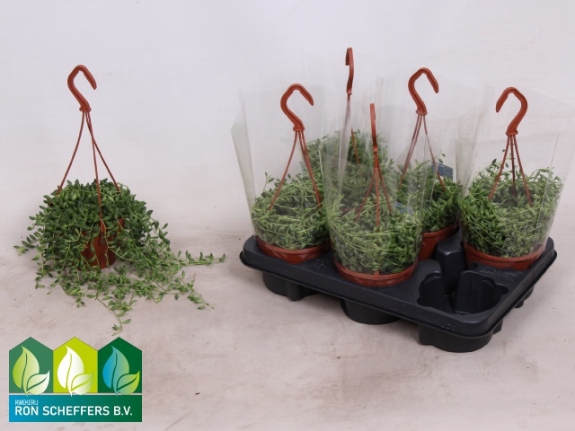 <h4>SENEC HERREIANUS HANGPOT P12</h4>