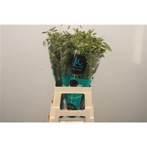 Siergras Chasmanthium Latifolium