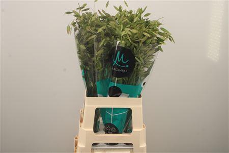 <h4>Siergras Chasmanthium Latifolium</h4>