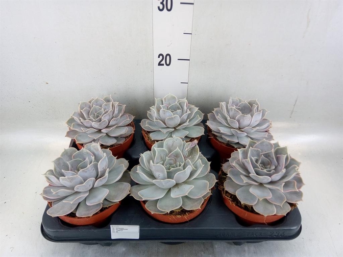 <h4>Echeveria lilacina</h4>