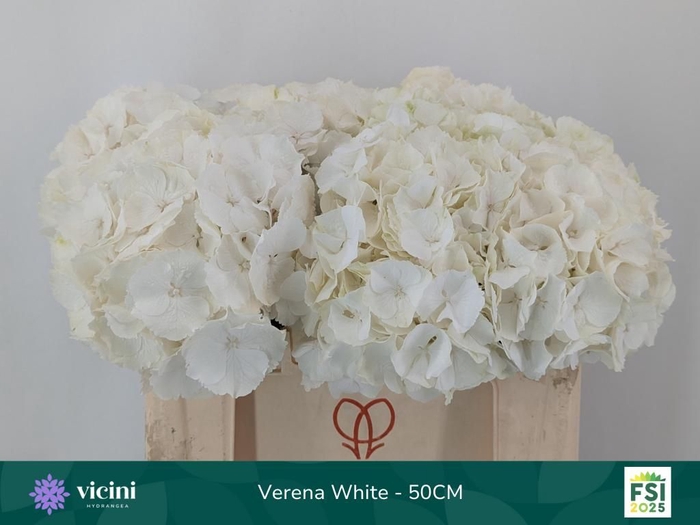 <h4>HYDR M CH WHI VERENA</h4>