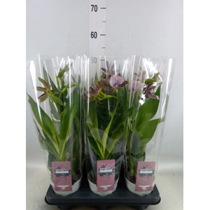 Zygopetalum  'Louisendorf'