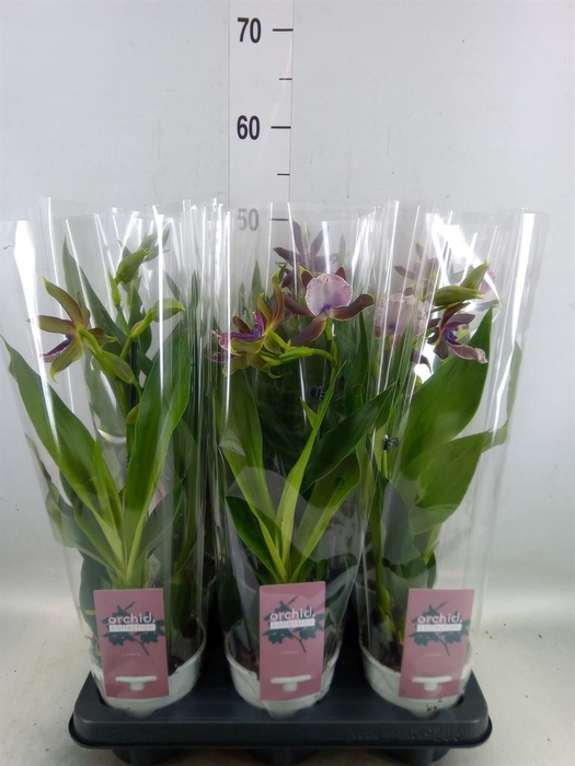 <h4>Zygopetalum  'Louisendorf'</h4>