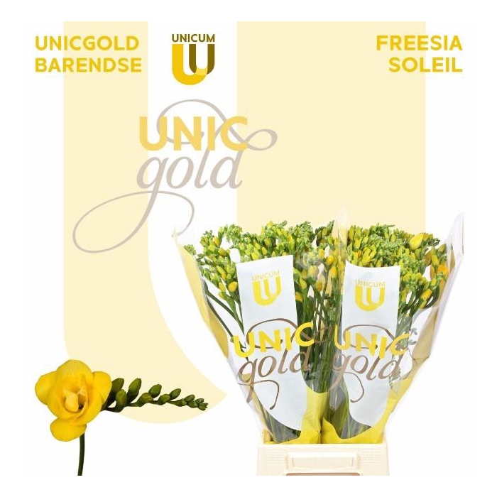 <h4>Fr Du Soleil</h4>