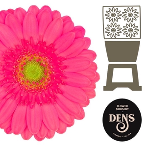 Germini Scoop Diamond