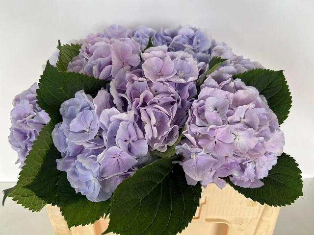 <h4>HYDR M CH VERENA BL</h4>