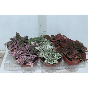 HYPOESTES C18