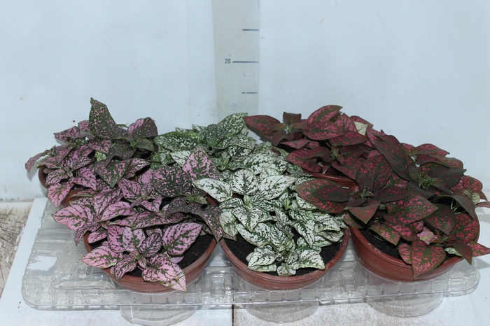 <h4>HYPOESTES C18</h4>