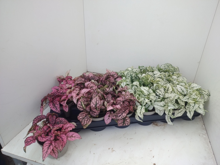 <h4>HYPOEST GEM</h4>