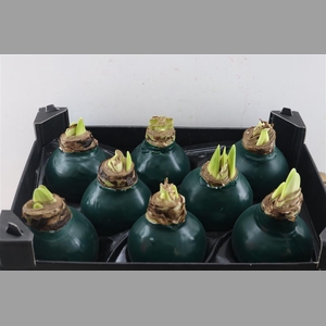 Wax Hipp Groen Dennen