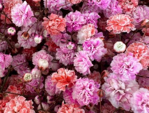 <h4>GYPS PEONY KISS</h4>