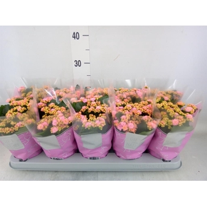 Kalanchoe blos. 'Perfecta Pink'