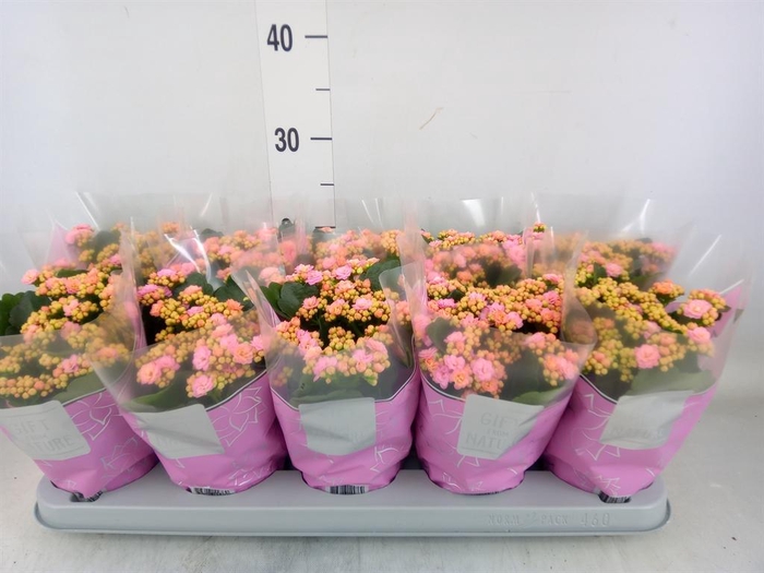 <h4>Kalanchoe blos. 'Perfecta Pink'</h4>
