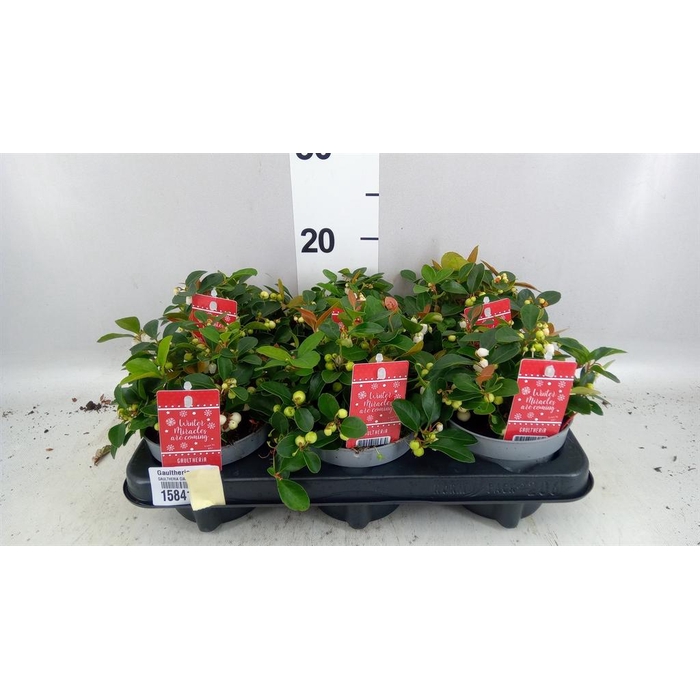 <h4>Gaultheria proc. 'Ciao Bella Whte'</h4>
