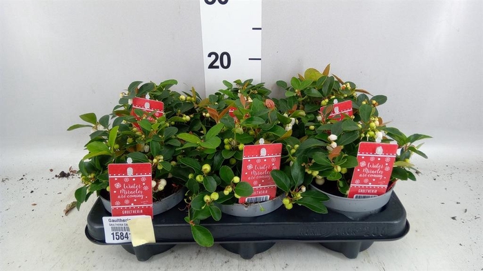 <h4>Gaultheria proc. 'Ciao Bella Whte'</h4>