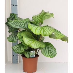 Calathea orbifolia