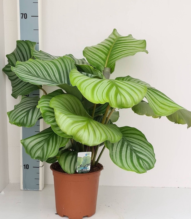 <h4>Calathea orbifolia</h4>