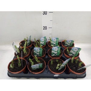 Galanthus nivalis   ...in pot