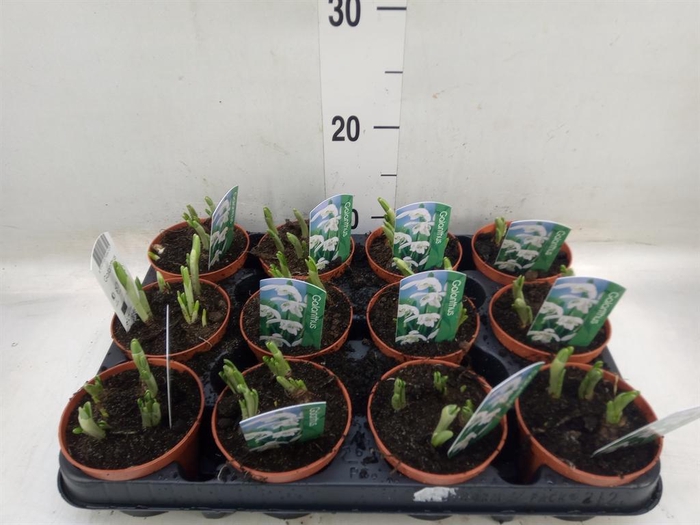 <h4>Galanthus nivalis   ...in pot</h4>