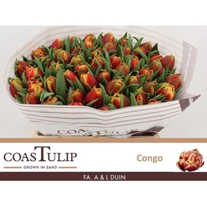 Tulipa do congo