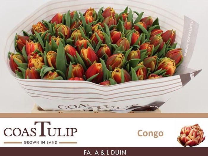 <h4>Tulipa do congo</h4>