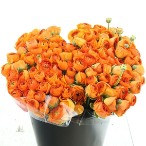 Ran Su Sr Lambada Orange I