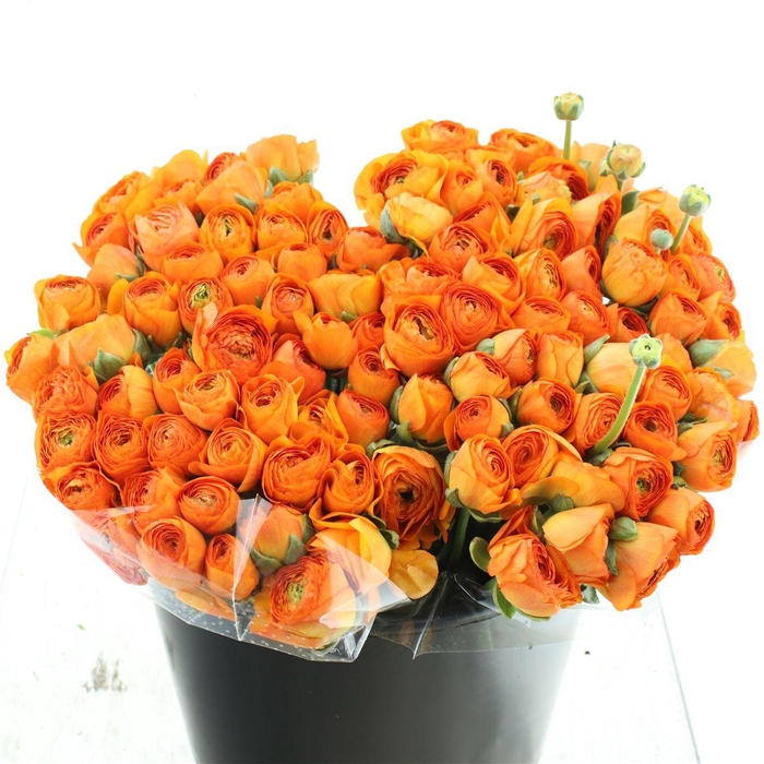 <h4>Ran Su Sr Lambada Orange I</h4>