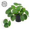 Pilea Peperomoides