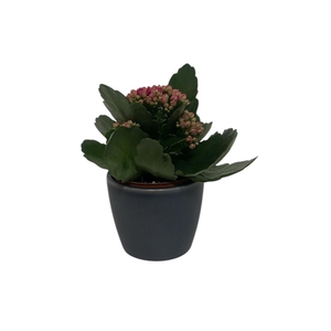 Kal Ge Ro Gem 5 Kl cpot