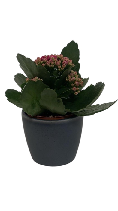 Kal Ge Ro Gem 5 Kl cpot