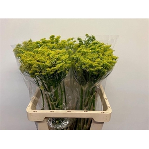 FOENICULUM VULGARE