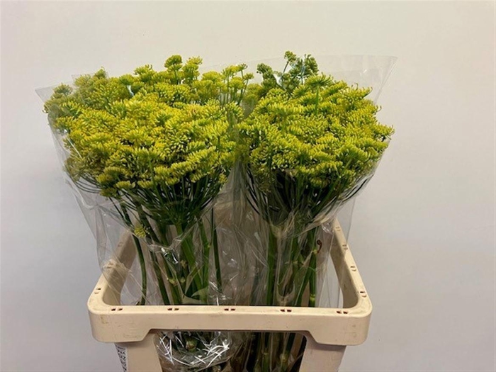 <h4>FOENICULUM VULGARE</h4>