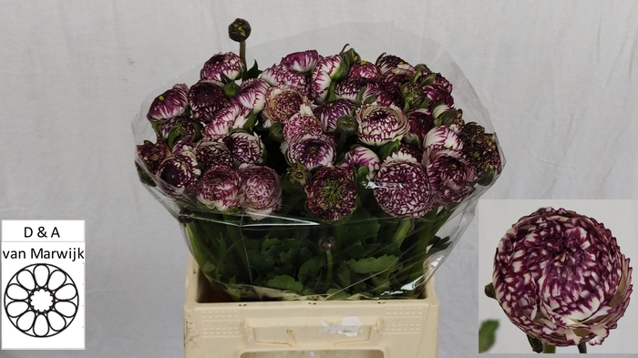 <h4>RANUNCULUS OV</h4>