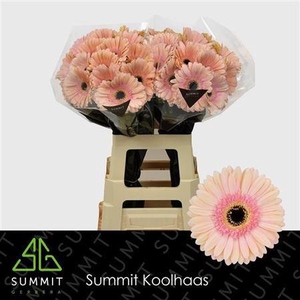 Ge Gr Alliance
