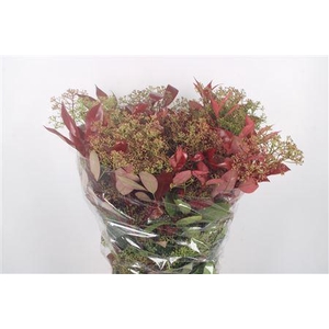 Photiniabloei Per Bunch