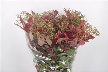 <h4>Photiniabloei Per Bunch</h4>