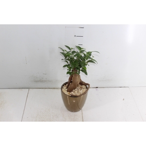 COQ. PLANTAS ORN. T4
