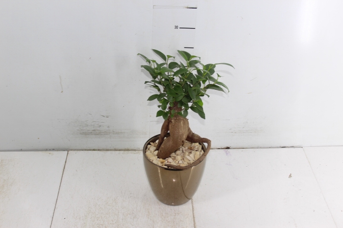 COQ. PLANTAS ORN. T4