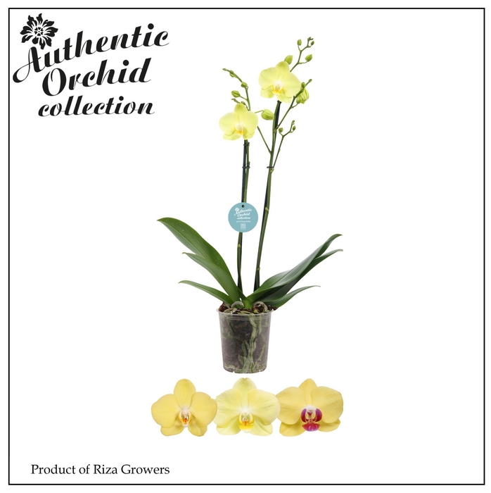 <h4>Phal. Authentic Yellow - 2 spike 12cm</h4>