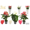 Anthurium 17 cm 3 color mix in Haute Couture sleeve