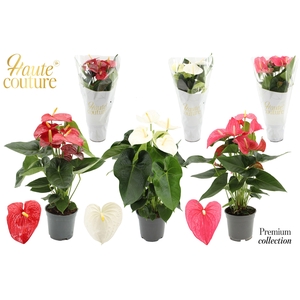 Anthurium 17 cm 3 color mix in Haute Couture sleeve