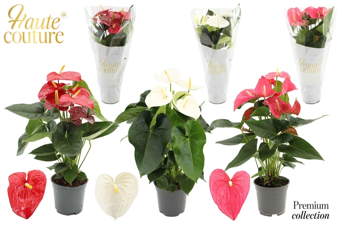 <h4>Anthurium 17 cm 3 color mix in Haute Couture sleeve</h4>