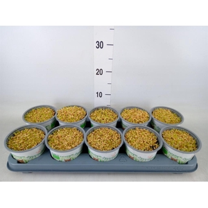 Hordeum sp.   ...kattegras zaai