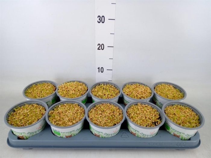 <h4>Hordeum sp.   ...kattegras zaai</h4>