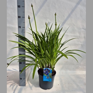 Agapanthus   ...