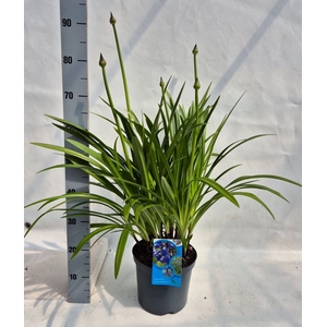 Agapanthus   ...