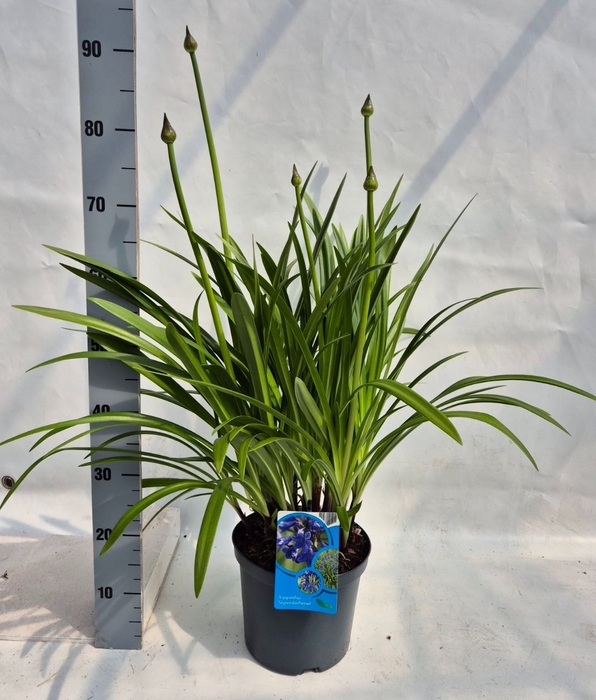<h4>Agapanthus   ...</h4>