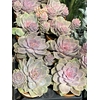 Echeveria elegans