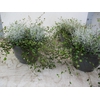 Leucoph Brownii