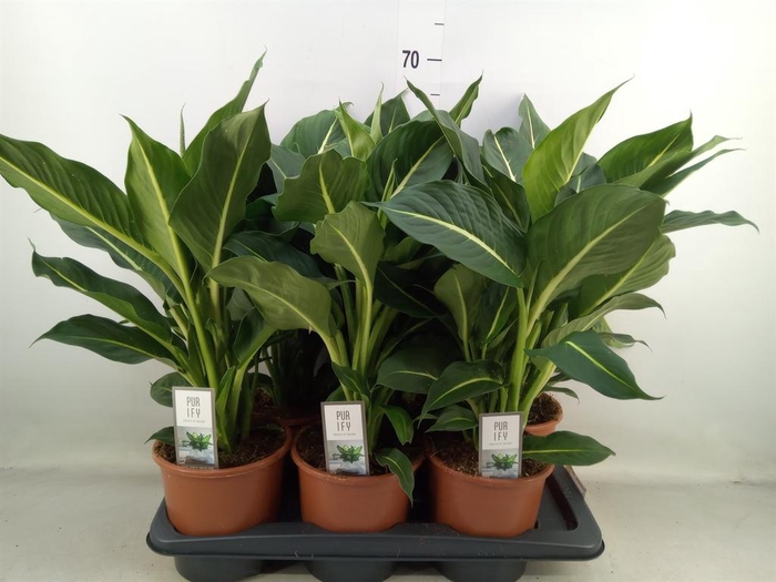 <h4>Dieffenbachia  'Green Magic'</h4>